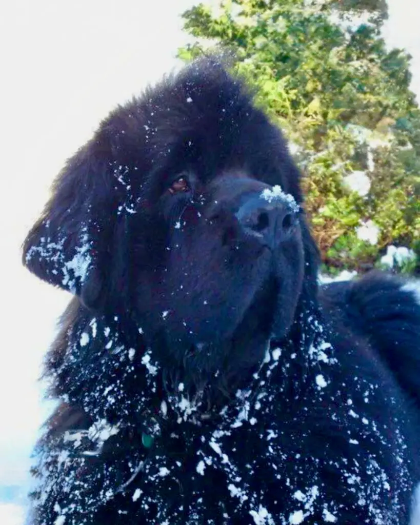 Black-Newfoundland-Dog-in-Snow