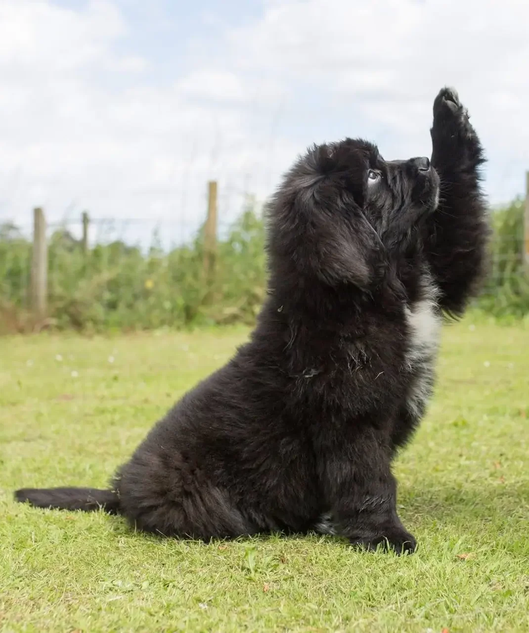 Black-Newfoundland-Puppy-Highfive