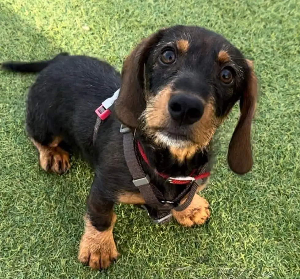 Dachshund-Puppy