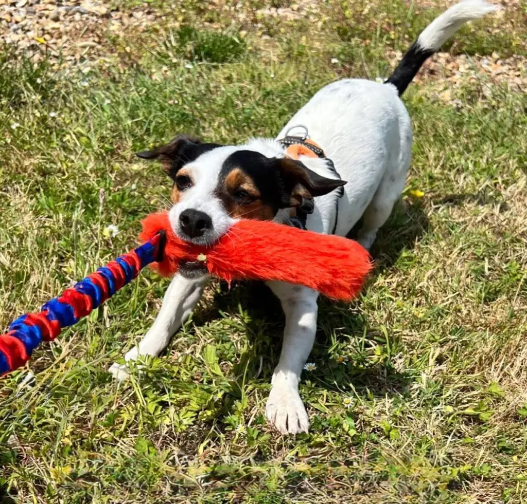 Jack-Russell-Terrier-dog