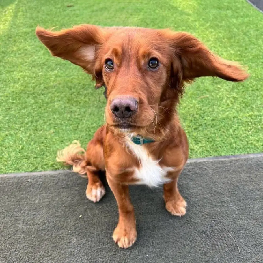 Red-Ginger-Working-Cocker-Spaniel