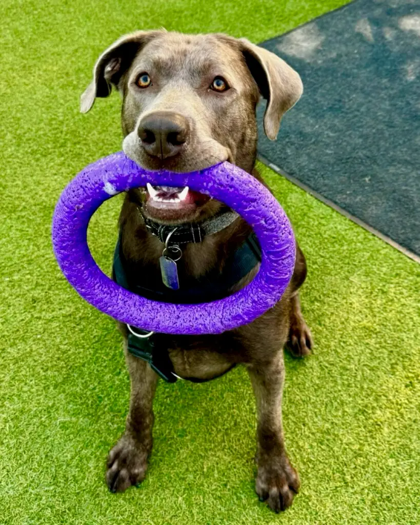 Silver-Labrador-Dog-Purple-Puller-Ring