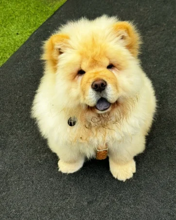 Chow-Chow-Puppy