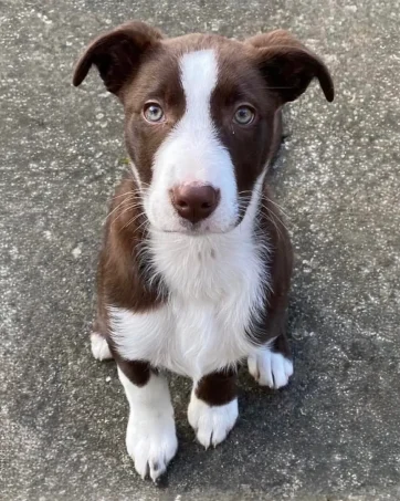 Collie-Cross-Puppy