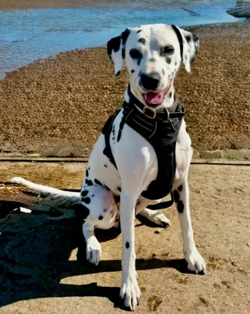 Dalmatian-Dog